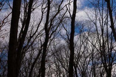 Çıplak ağaç dalları soluk mavi gökyüzüne doğru uzanır. Kış ormanı sahnesinde ince bulutlarla. Stark, doğal, mevsimsel, sakin.