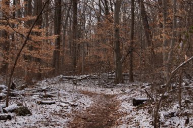 Sonbahar renklerinden oluşan bir ormanda karlı bir yol esiyor. Turuncu yapraklar beyaz zemin ile tezat oluşturarak canlı bir kış manzarası yaratır. Doğa ve mevsimlik temalar için mükemmel.