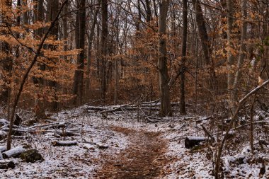 Sonbahar renklerinden oluşan bir ormanda karlı bir yol esiyor. Turuncu yapraklar beyaz zemin ile tezat oluşturarak canlı bir kış manzarası yaratır. Doğa ve mevsimlik temalar için mükemmel.
