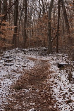 Sonbahar renklerinden oluşan bir ormanda karlı bir yol esiyor. Turuncu yapraklar beyaz zemin ile tezat oluşturarak canlı bir kış manzarası yaratır. Doğa ve mevsimlik temalar için mükemmel.