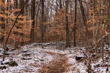 Sonbahar renklerinden oluşan bir ormanda karlı bir yol esiyor. Turuncu yapraklar beyaz zemin ile tezat oluşturarak canlı bir kış manzarası yaratır. Doğa ve mevsimlik temalar için mükemmel.