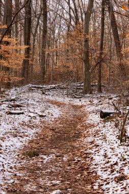 Sonbahar renklerinden oluşan bir ormanda karlı bir yol esiyor. Turuncu yapraklar beyaz zemin ile tezat oluşturarak canlı bir kış manzarası yaratır. Doğa ve mevsimlik temalar için mükemmel.