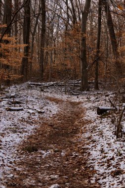 Sonbahar renklerinden oluşan bir ormanda karlı bir yol esiyor. Turuncu yapraklar beyaz zemin ile tezat oluşturarak canlı bir kış manzarası yaratır. Doğa ve mevsimlik temalar için mükemmel.