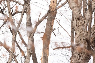 Küçük bir ağaçkakan bir ağaç gövdesine tutunur, siyah beyaz tüyleri dokulu ağaç kabuğu ve kış gökyüzüne zıt düşer. Vahşi yaşam, doğa, kuş izleme..