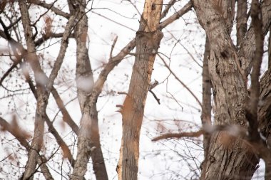 Küçük bir ağaçkakan bir ağaç gövdesine tutunur, siyah beyaz tüyleri dokulu ağaç kabuğu ve kış gökyüzüne zıt düşer. Vahşi yaşam, doğa, kuş izleme..