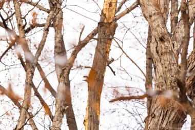 Küçük bir ağaçkakan bir ağaç gövdesine tutunur, siyah beyaz tüyleri dokulu ağaç kabuğu ve kış gökyüzüne zıt düşer. Vahşi yaşam, doğa, kuş izleme..