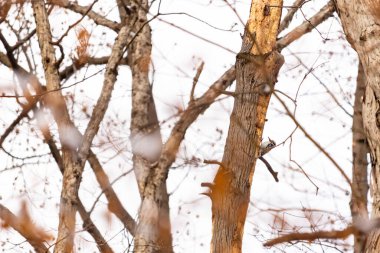 Küçük bir ağaçkakan bir ağaç gövdesine tutunur, siyah beyaz tüyleri dokulu ağaç kabuğu ve kış gökyüzüne zıt düşer. Vahşi yaşam, doğa, kuş izleme..