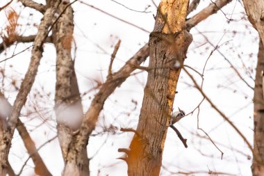 Küçük bir ağaçkakan bir ağaç gövdesine tutunur, siyah beyaz tüyleri dokulu ağaç kabuğu ve kış gökyüzüne zıt düşer. Vahşi yaşam, doğa, kuş izleme..