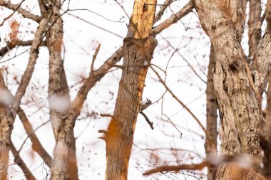 Küçük bir ağaçkakan bir ağaç gövdesine tutunur, siyah beyaz tüyleri dokulu ağaç kabuğu ve kış gökyüzüne zıt düşer. Vahşi yaşam, doğa, kuş izleme..