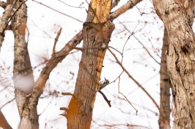 Küçük bir ağaçkakan bir ağaç gövdesine tutunur, siyah beyaz tüyleri dokulu ağaç kabuğu ve kış gökyüzüne zıt düşer. Vahşi yaşam, doğa, kuş izleme..