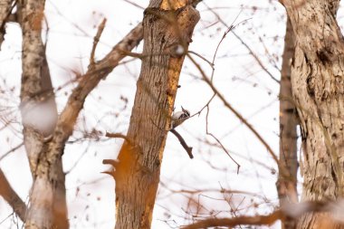 Küçük bir ağaçkakan bir ağaç gövdesine tutunur, siyah beyaz tüyleri dokulu ağaç kabuğu ve kış gökyüzüne zıt düşer. Vahşi yaşam, doğa, kuş izleme..