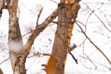Küçük bir ağaçkakan bir ağaç gövdesine tutunur, siyah beyaz tüyleri dokulu ağaç kabuğu ve kış gökyüzüne zıt düşer. Vahşi yaşam, doğa, kuş izleme..