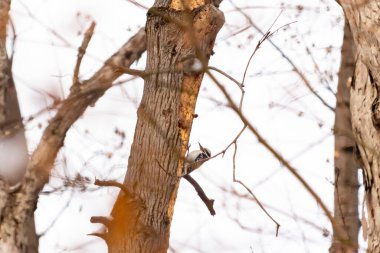 Küçük bir ağaçkakan bir ağaç gövdesine tutunur, siyah beyaz tüyleri dokulu ağaç kabuğu ve kış gökyüzüne zıt düşer. Vahşi yaşam, doğa, kuş izleme..