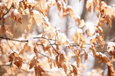 Taze karla kaplanmış altın sonbahar yaprakları bir dala yapışmış. Yakın çekim, mevsimlerin hassas zıtlığını yakalar. Doğa, sonbahar ya da kış temaları için mükemmel.