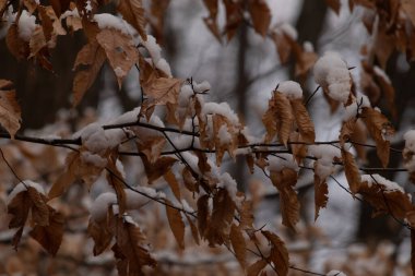 Taze karla kaplanmış altın sonbahar yaprakları bir dala yapışmış. Yakın çekim, mevsimlerin hassas zıtlığını yakalar. Doğa, sonbahar ya da kış temaları için mükemmel.