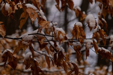 Taze karla kaplanmış altın sonbahar yaprakları bir dala yapışmış. Yakın çekim, mevsimlerin hassas zıtlığını yakalar. Doğa, sonbahar ya da kış temaları için mükemmel.