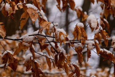 Taze karla kaplanmış altın sonbahar yaprakları bir dala yapışmış. Yakın çekim, mevsimlerin hassas zıtlığını yakalar. Doğa, sonbahar ya da kış temaları için mükemmel.