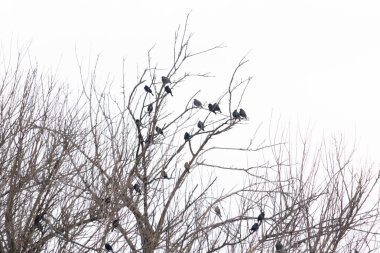 Koyu renkli bir kuş sürüsü, muhtemelen sığırcık ya da karatavuk, solgun bir gökyüzüne karşı bir ağacın çıplak dallarına tünemiş. Kış kuşu toplantısı.