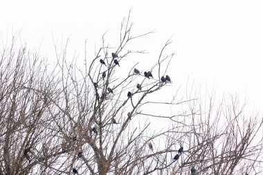 Koyu renkli bir kuş sürüsü, muhtemelen sığırcık ya da karatavuk, solgun bir gökyüzüne karşı bir ağacın çıplak dallarına tünemiş. Kış kuşu toplantısı.