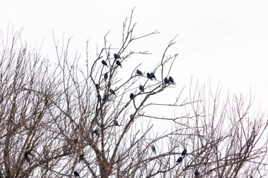 Koyu renkli bir kuş sürüsü, muhtemelen sığırcık ya da karatavuk, solgun bir gökyüzüne karşı bir ağacın çıplak dallarına tünemiş. Kış kuşu toplantısı.