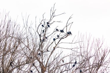 Koyu renkli bir kuş sürüsü, muhtemelen sığırcık ya da karatavuk, solgun bir gökyüzüne karşı bir ağacın çıplak dallarına tünemiş. Kış kuşu toplantısı.
