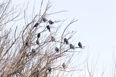 Koyu renkli bir kuş sürüsü, muhtemelen sığırcık ya da karatavuk, solgun bir gökyüzüne karşı bir ağacın çıplak dallarına tünemiş. Kış kuşu toplantısı.