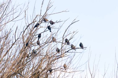 Koyu renkli bir kuş sürüsü, muhtemelen sığırcık ya da karatavuk, solgun bir gökyüzüne karşı bir ağacın çıplak dallarına tünemiş. Kış kuşu toplantısı.
