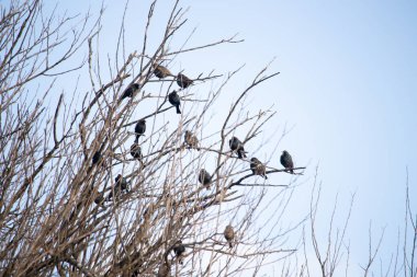 Koyu renkli bir kuş sürüsü, muhtemelen sığırcık ya da karatavuk, solgun bir gökyüzüne karşı bir ağacın çıplak dallarına tünemiş. Kış kuşu toplantısı.