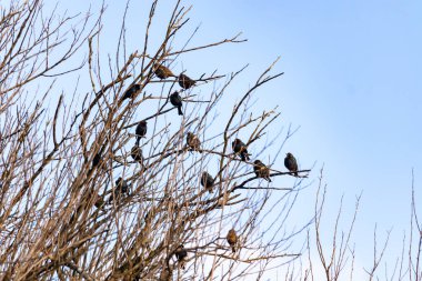 Koyu renkli bir kuş sürüsü, muhtemelen sığırcık ya da karatavuk, solgun bir gökyüzüne karşı bir ağacın çıplak dallarına tünemiş. Kış kuşu toplantısı.