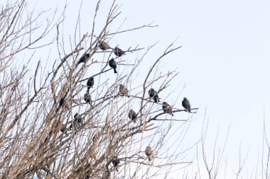 Koyu renkli bir kuş sürüsü, muhtemelen sığırcık ya da karatavuk, solgun bir gökyüzüne karşı bir ağacın çıplak dallarına tünemiş. Kış kuşu toplantısı.