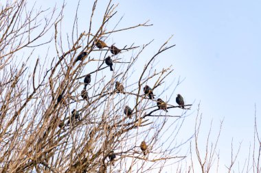Koyu renkli bir kuş sürüsü, muhtemelen sığırcık ya da karatavuk, solgun bir gökyüzüne karşı bir ağacın çıplak dallarına tünemiş. Kış kuşu toplantısı.