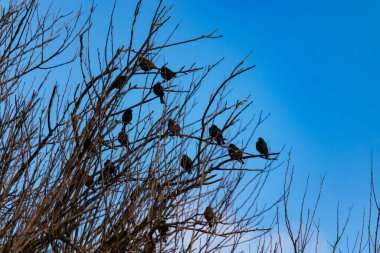 Koyu renkli bir kuş sürüsü, muhtemelen sığırcık ya da karatavuk, solgun bir gökyüzüne karşı bir ağacın çıplak dallarına tünemiş. Kış kuşu toplantısı.