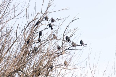 Koyu renkli bir kuş sürüsü, muhtemelen sığırcık ya da karatavuk, solgun bir gökyüzüne karşı bir ağacın çıplak dallarına tünemiş. Kış kuşu toplantısı.