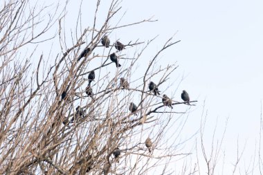 Koyu renkli bir kuş sürüsü, muhtemelen sığırcık ya da karatavuk, solgun bir gökyüzüne karşı bir ağacın çıplak dallarına tünemiş. Kış kuşu toplantısı.