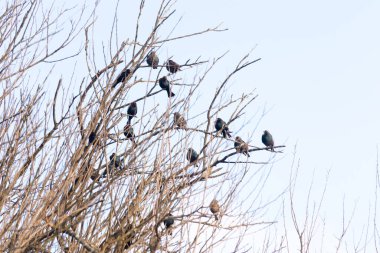 Koyu renkli bir kuş sürüsü, muhtemelen sığırcık ya da karatavuk, solgun bir gökyüzüne karşı bir ağacın çıplak dallarına tünemiş. Kış kuşu toplantısı.