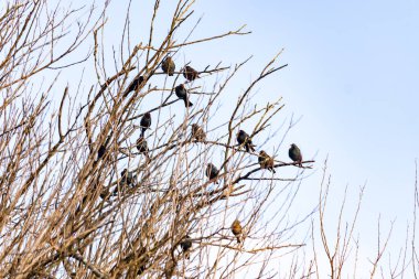 Koyu renkli bir kuş sürüsü, muhtemelen sığırcık ya da karatavuk, solgun bir gökyüzüne karşı bir ağacın çıplak dallarına tünemiş. Kış kuşu toplantısı.