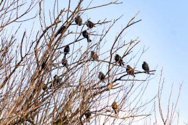 Koyu renkli bir kuş sürüsü, muhtemelen sığırcık ya da karatavuk, solgun bir gökyüzüne karşı bir ağacın çıplak dallarına tünemiş. Kış kuşu toplantısı.