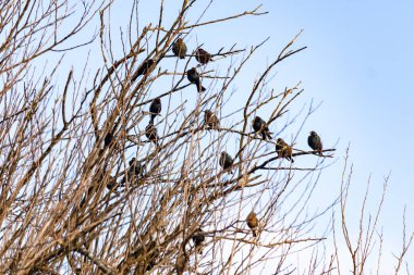 Koyu renkli bir kuş sürüsü, muhtemelen sığırcık ya da karatavuk, solgun bir gökyüzüne karşı bir ağacın çıplak dallarına tünemiş. Kış kuşu toplantısı.