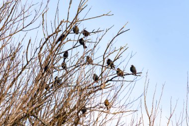 Koyu renkli bir kuş sürüsü, muhtemelen sığırcık ya da karatavuk, solgun bir gökyüzüne karşı bir ağacın çıplak dallarına tünemiş. Kış kuşu toplantısı.