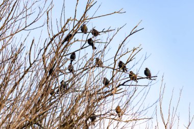 Koyu renkli bir kuş sürüsü, muhtemelen sığırcık ya da karatavuk, solgun bir gökyüzüne karşı bir ağacın çıplak dallarına tünemiş. Kış kuşu toplantısı.