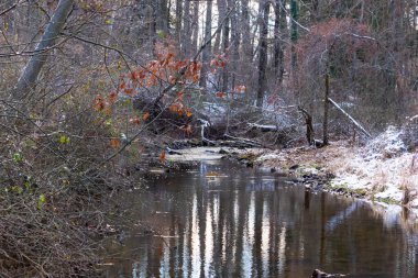 Sakin kış deresi sahnesi. Yapraksız dallar karanlık, yansıtıcı bir akarsu oluşturuyor. Kıyılarda kar tozu izleri ve birkaç portakal yaprağı var. Doğanın sessiz güzelliği.
