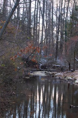 Sakin kış deresi sahnesi. Yapraksız dallar karanlık, yansıtıcı bir akarsu oluşturuyor. Kıyılarda kar tozu izleri ve birkaç portakal yaprağı var. Doğanın sessiz güzelliği.
