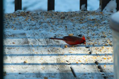 Canlı bir erkek kardinal, bir kamera tarafından çekilen karlı zeminde duruyor. Parlak kırmızı tüyleri beyaz ve mavi renkli karla çelişiyor ve kendine özgü armasını vurguluyor..