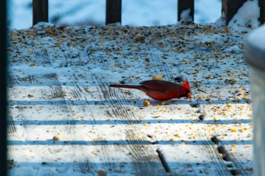 Canlı bir erkek kardinal, bir kamera tarafından çekilen karlı zeminde duruyor. Parlak kırmızı tüyleri beyaz ve mavi renkli karla çelişiyor ve kendine özgü armasını vurguluyor..