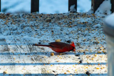 Canlı bir erkek kardinal, bir kamera tarafından çekilen karlı zeminde duruyor. Parlak kırmızı tüyleri beyaz ve mavi renkli karla çelişiyor ve kendine özgü armasını vurguluyor..