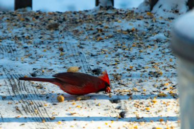 Canlı bir erkek kardinal, bir kamera tarafından çekilen karlı zeminde duruyor. Parlak kırmızı tüyleri beyaz ve mavi renkli karla çelişiyor ve kendine özgü armasını vurguluyor..
