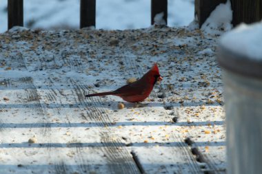 Canlı bir erkek kardinal, bir kamera tarafından çekilen karlı zeminde duruyor. Parlak kırmızı tüyleri beyaz ve mavi renkli karla çelişiyor ve kendine özgü armasını vurguluyor..