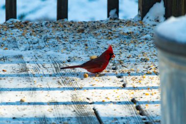 Canlı bir erkek kardinal, bir kamera tarafından çekilen karlı zeminde duruyor. Parlak kırmızı tüyleri beyaz ve mavi renkli karla çelişiyor ve kendine özgü armasını vurguluyor..