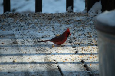 Canlı bir erkek kardinal, bir kamera tarafından çekilen karlı zeminde duruyor. Parlak kırmızı tüyleri beyaz ve mavi renkli karla çelişiyor ve kendine özgü armasını vurguluyor..