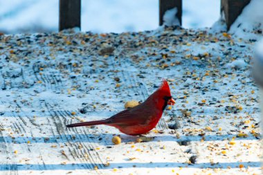 Canlı bir erkek kardinal, bir kamera tarafından çekilen karlı zeminde duruyor. Parlak kırmızı tüyleri beyaz ve mavi renkli karla çelişiyor ve kendine özgü armasını vurguluyor..